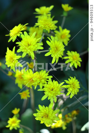 日本的な奥ゆかしい花 日本的な奥ゆかしい花 94609313