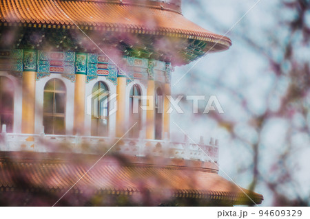 桜 さくら サクラ 94609329