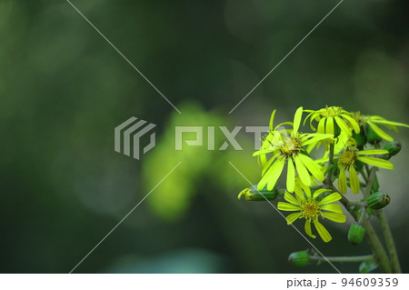 日本的な奥ゆかしい花 94609359