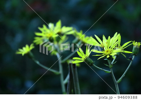 日本的な奥ゆかしい花 94609388