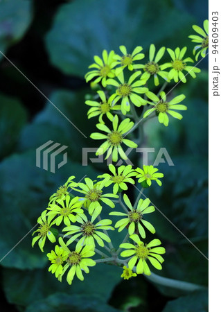 日本的な奥ゆかしい花 94609403