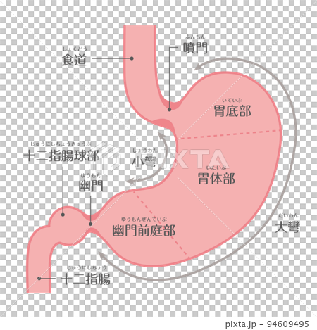 人體 ★ 胃結構 ★ 性格 94609495