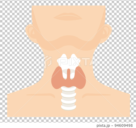 Human Body ★ Metabolism/Endocrine ★ Thyroid ★ No letters 94609498