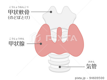 人間の身体★代謝・内分泌★甲状腺★文字あり 人間の身体★代謝・内分泌★甲状腺★文字あり 94609500