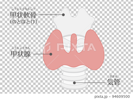人間の身体★代謝・内分泌★甲状腺★文字あり 人間の身体★代謝・内分泌★甲状腺★文字あり 94609500