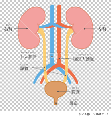 人體、泌尿科、腎臟結構、文本 94609503