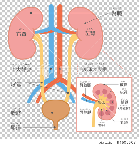 人體、泌尿科、腎臟結構、文本 94609508