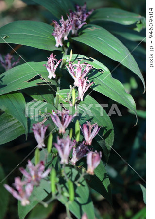 ひたむきに咲く 94609604