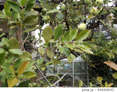 未だ未だ青いトロピカルフルーツヒメグァバの実 94609645