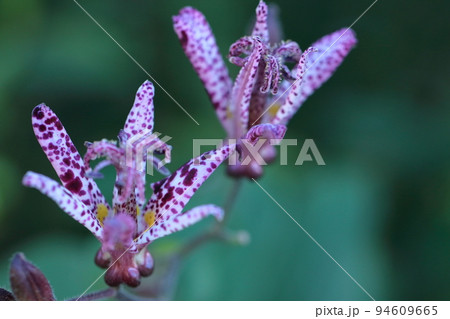 ひたむきに咲く 94609665