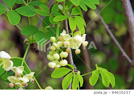 あけびの花 94610237