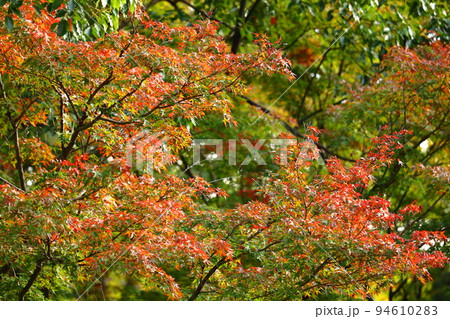 燃える秋 94610283