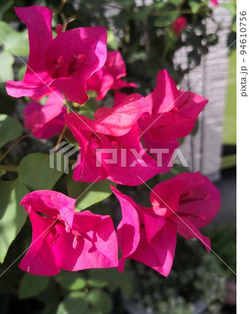 Flowers Flowers 94610756