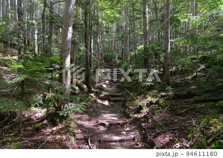 【夏】日光白根山の登山道の風景（森林） | 群馬県片品村 94611180