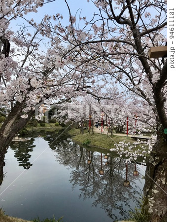 桜満開 94611181