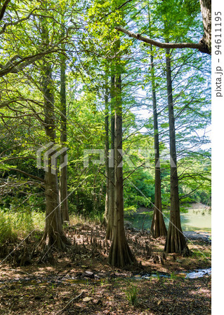 篠栗九大の森　遊歩道 94611195