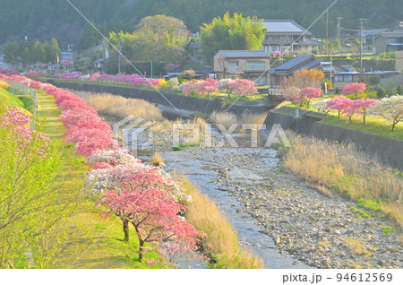 花桃並木 花桃並木 94612569