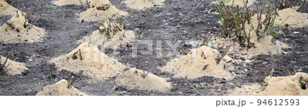 Mulching rose bushes. A lot of cropped rose bushes are strewn with wooden sawdust and stems for preservation in winter Mulching rose bushes. A lot of cropped rose bushes are strewn with wooden sawdust and stems for preservation in winter 94612593