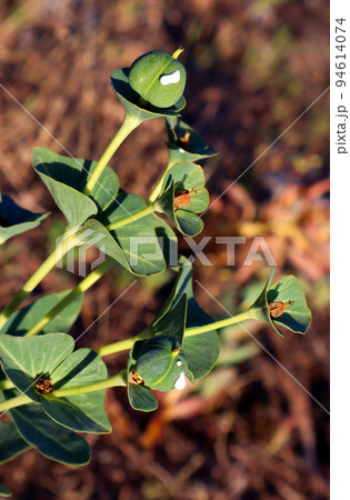 Green fruits, Euphorbia berries with white milky juice, close-up. Euphorbia helioscopia, Plants of mountains of Spain, Alicante. 94614074