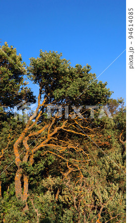 Curved oak tree in mountains covered with orange lichen against blue sky, intertwining branches, Ilex rotundifolia, unusual landscape Curved oak tree in mountains covered with orange lichen against blue sky, intertwining branches, Ilex rotundifolia, unusual landscape 94614085