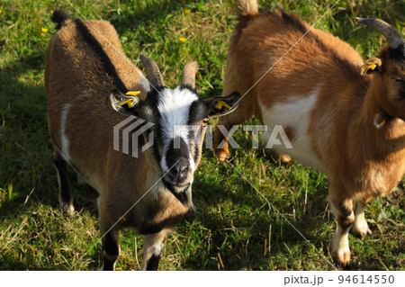 brown and white friendly domestic miniature goats brown and white friendly domestic miniature goats 94614550