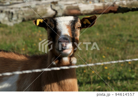 brown and white friendly domestic miniature goats 94614557