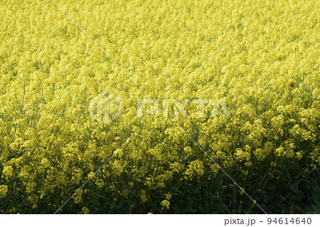北海道の菜の花畑 94614640