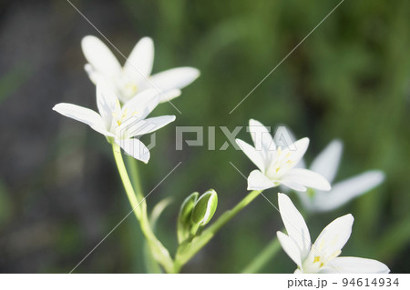 庭に咲くオオアマナ（オーソニガラム）の花 94614934