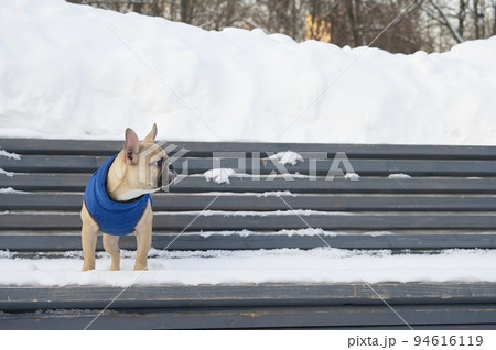 Bulldog dog sits on a wooden snow-covered bench in cold winter weather and looks away. 94616119