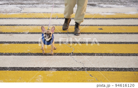 The bulldog dog crosses the road on a pedestrian crossing on a leash with the owner and looks carefully into the camera. 94616120