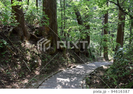 羽黒山の杉並木 羽黒山の杉並木 94616387
