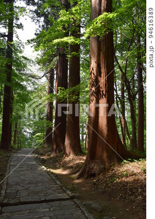 羽黒山の杉並木 94616389