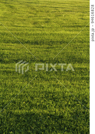 Green field background at sunset time, landscape view. 94616828
