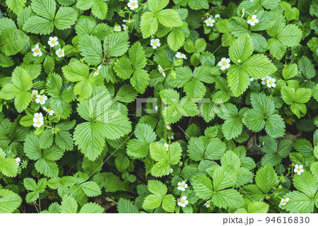 Spring white flowers of strawberries on the field. Green field of strawberries. Background. Fragaria vesca 94616830