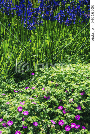 The colorful Siberian Iris, and pink flowers on a front, selective focus 94616906