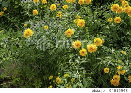 Coreopsis lanceolata 'Sterntaler' a summer flowering plant with yellow summertime flower from June until September and commonly known as tickseed, stock photo image Coreopsis lanceolata 'Sterntaler' a summer flowering plant with yellow summertime flower from June until September and commonly known as tickseed, stock photo image 94616948