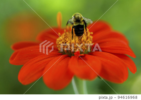 Close up. Bumblebee is collecting nectar from a Fiesta del Sol Mexican Sunflower Close up. Bumblebee is collecting nectar from a Fiesta del Sol Mexican Sunflower 94616968