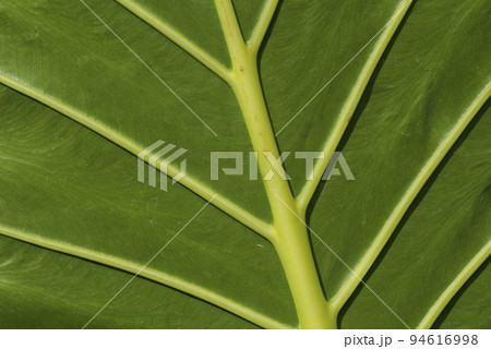 Beautiful dark green leaves pattern background, Alocasia macrorrhizos plant. Green background design Beautiful dark green leaves pattern background, Alocasia macrorrhizos plant. Green background design 94616998