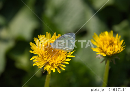 タンポポに吸蜜するモンシロチョウ 94617114