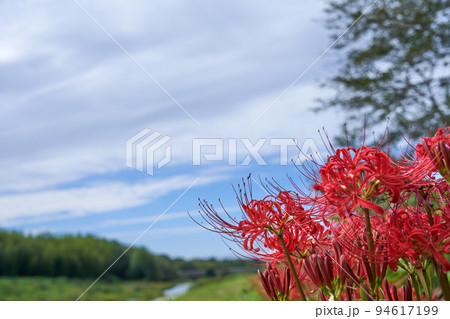 彼岸花が咲く秋の野原の情景 94617199