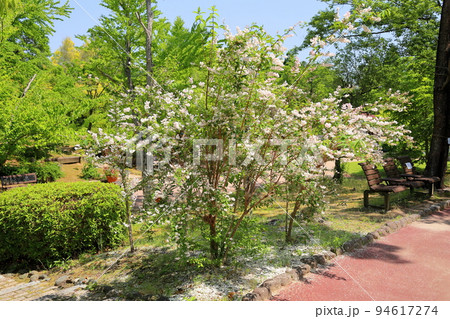 サラサウツギの花 94617274