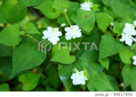 八重ドクダミの花 八重ドクダミの花 94617856