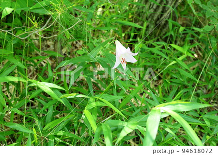 ササユリの花 ササユリの花 94618072