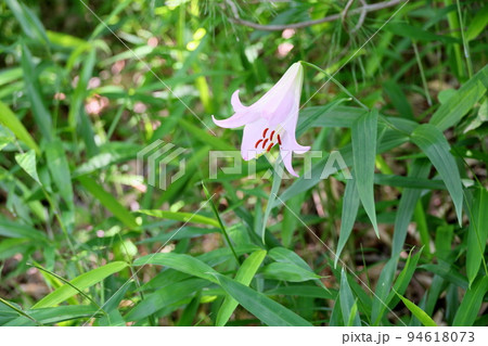 ササユリの花 ササユリの花 94618073
