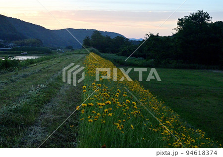 夕暮れの土手とハルシャギク 夕暮れの土手とハルシャギク 94618374