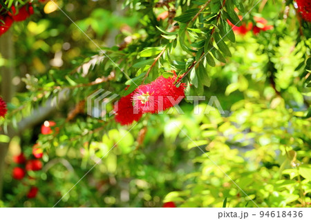 ブラシノキの花 ブラシノキの花 94618436