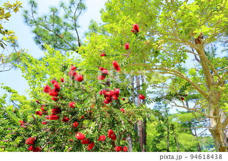 ブラシノキの花 94618438