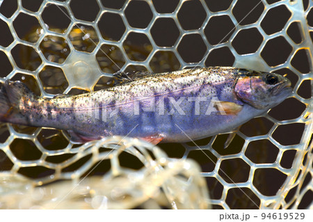 ニジマス 94619529