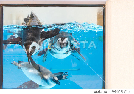 こっちを見るペンギン 94619715