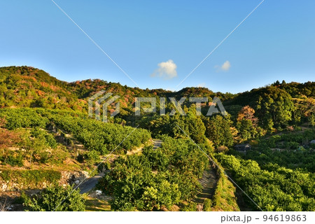 収穫期を迎えるみかん畑 94619863